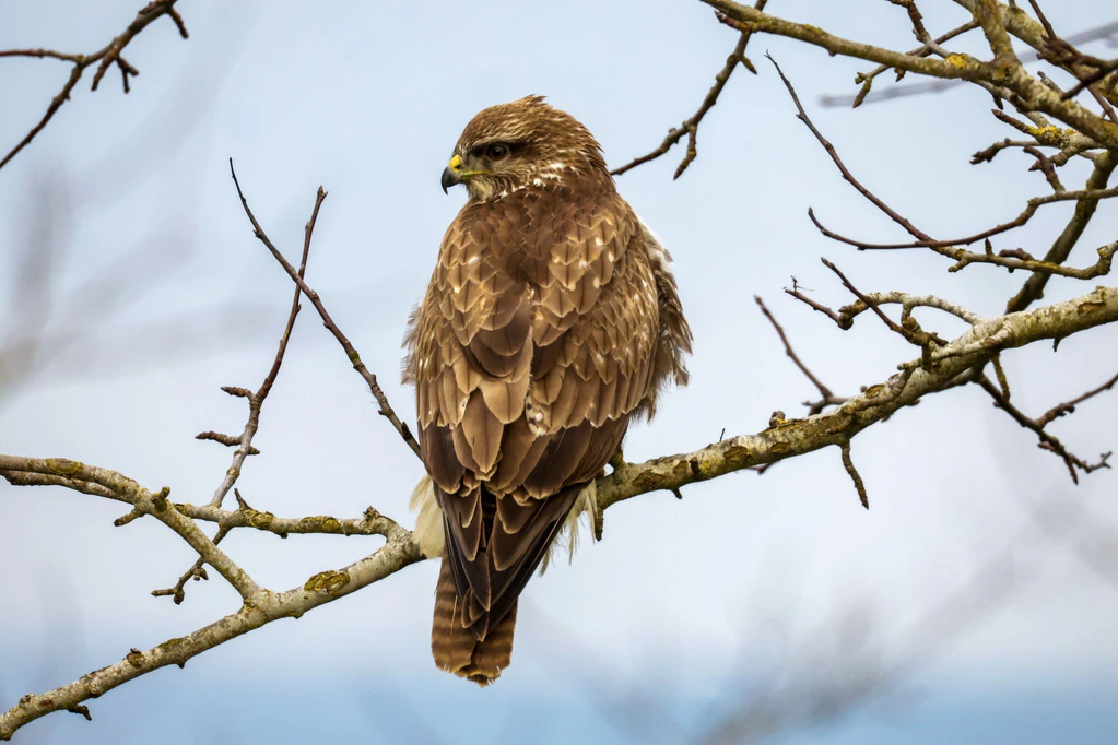 In Niederbayern sind möglicherweise vier Mäusebussarde gewildert worden. Die Kadaver wurden laut Polizei in einem Wald im Landkreis Rottal-Inn entdeckt. (Illustration) — © Thomas Warnack/dpa