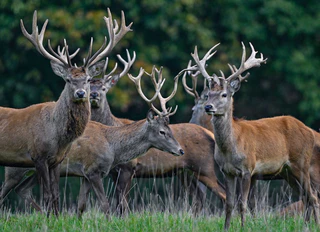 Die Rothirsche sind wieder in der Anlage. (Symbolbild) — © Patrick Pleul/dpa/ZB