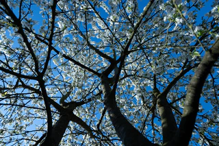 Der Ostersonntag beginnt vielerorts sonnig.  — © Pia Bayer/dpa