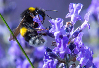 Wer mitmachen will, kann wieder Hummel-Bilder in einer App hochladen. (Symbolbild)  — © Jens Büttner/dpa